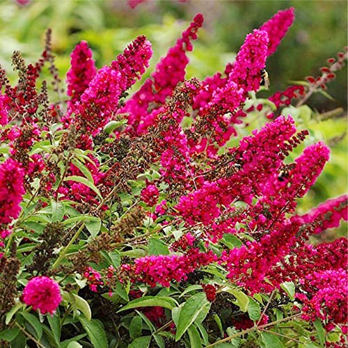 Qauzuy Garden 150 Seeds Multi-Color Butterfly Bush Seeds Buddleja Davidii Summer Lilac Orange Eye Shrub Bush Seeds- Perennial Striking Privacy Screen- Easy To Grow #TOP4