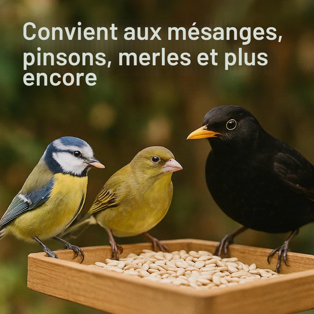 GiDeli Graines de tournesol pelées 25 kg – Nourriture pour oiseaux de jardin et oiseaux sauvages – Nourriture pour oiseaux sauvages 4 ans – Alimentation précieuse pour oiseaux sauvages – Distributeur