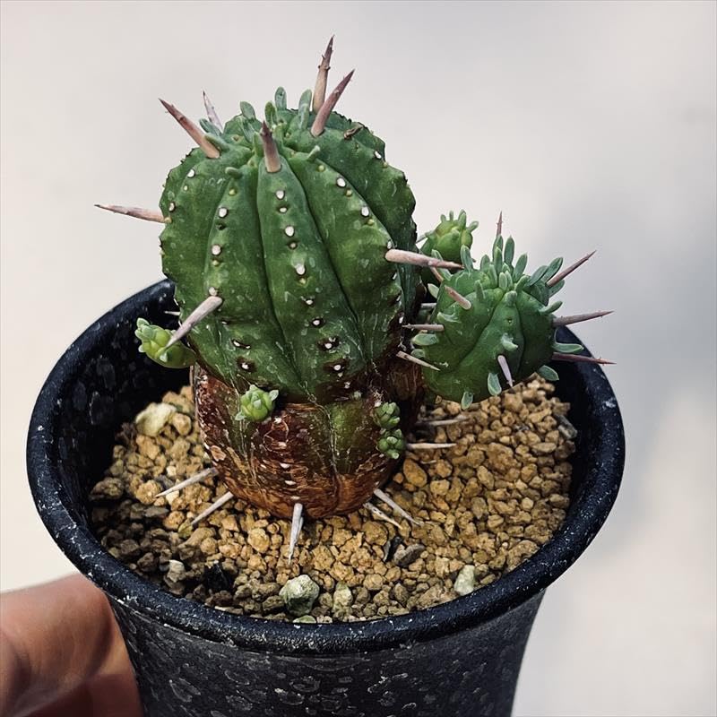 Amazon｜多肉植物：ユーフォルビア sp*A｜観葉植物 オンライン通販