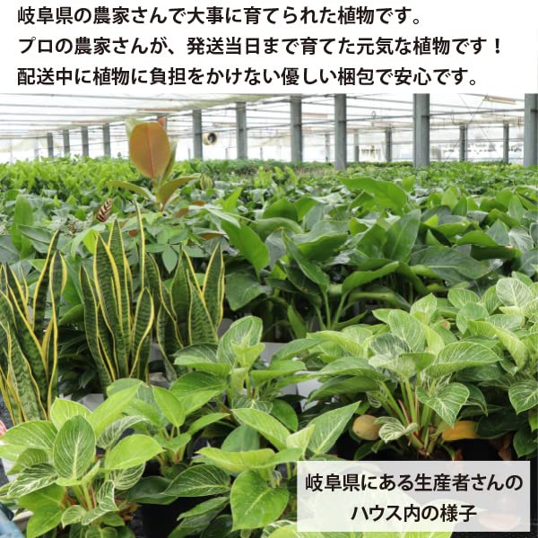Amazon.co.jp: 農場直送！カラテア・マコヤナ 5号鉢 プラ鉢 観葉植物