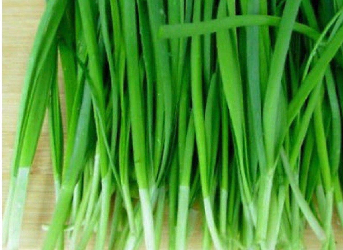 bio sprossen saatgut BIO Sprossen Samen (6 Sorten)