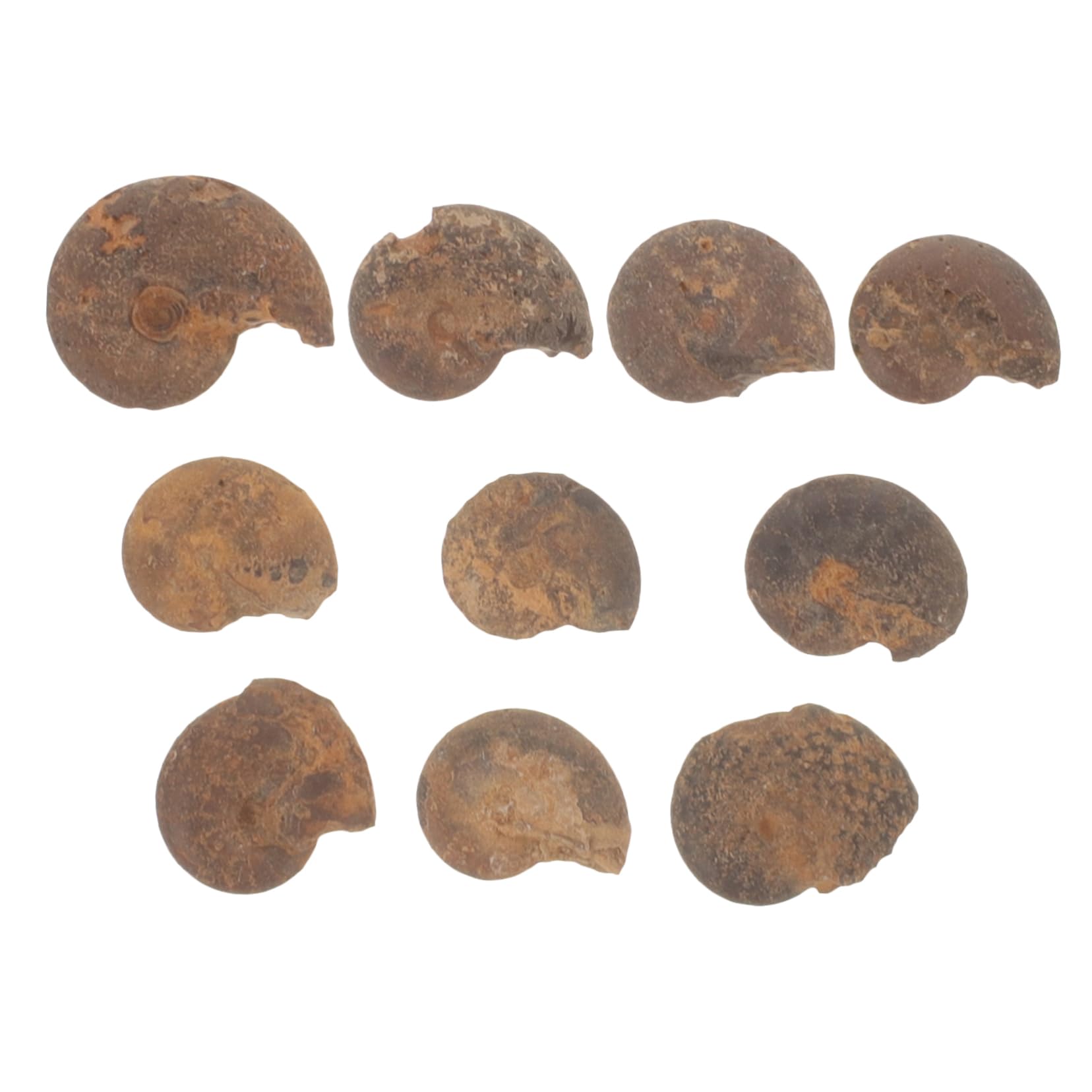 Cabilock Ammonite Models for Boys and Girls Educational Ammonite Set Natural Geology Present for Boys Girls Learning