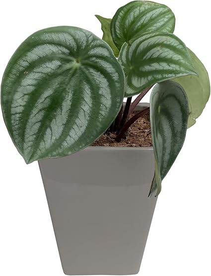 Amazon 花のギフト社 スイカペペ 鉢植え ペペロミア 観葉植物 ミニ観葉植物 ペペロミア アルギレイア 陶器 花のギフト社 観葉植物 Amazon 花のギフト社 スイカペペ 鉢植え ペペロミア 観葉植物 ミニ観葉植物 ペペロミア アルギレイア 陶器 花のギフト社 観葉植物