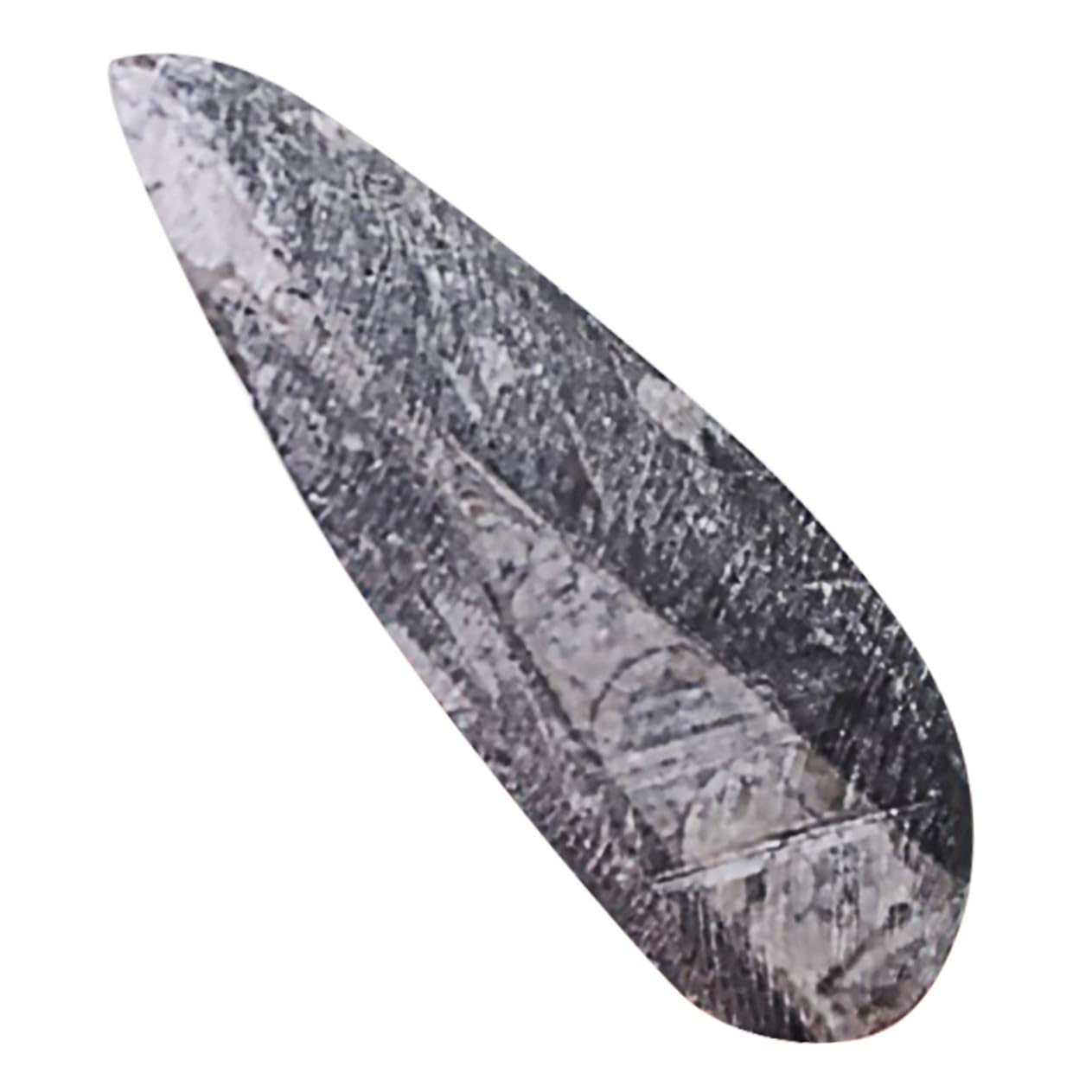 Mipcase Modelo de Simulación de Fósil Paleontológico Orthoceras de Gran Tamaño en Mineral Negro para Enseñanza y Decoración Educativa en Aulas