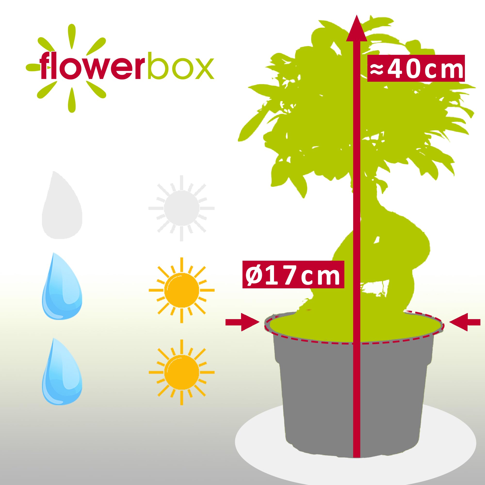 Chinesische Feige - pflegeleichte Zimmerpflanze, Ficus Ginseng - Höhe ca. 40 cm, Topf-Ø 17 cm