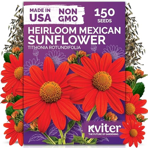 KVITER 150 Mexican Sunflower Seeds For Planting (Tithonia rotundifolia) Tithonia Seed Packets Bulk Red Sunflower Heirloom Seed Orange Sunflowers Flower Seeds Garden Beds and Outdoor Flower Garden