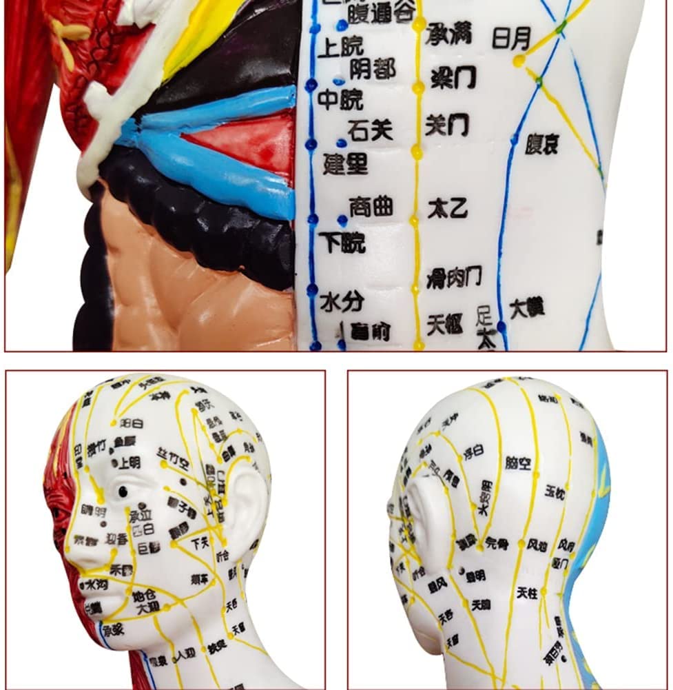 60 cm Akupunkturmodell, Akupunktur- und Muskelanatomisches männliches Modell, Druckpunkt und Meridiane, für Akupunkturisten und andere medizinische Fachkräfte, die Lehr- und Bildungsbedarf a