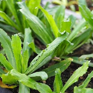 Culantro Seeds - Recao Culantro Seeds for Planting - 500+ Seeds Non-GMO - Parsley Mexican Coriander Recao Cilantro ancho Long Coriander Parsley (Eryngium foetidum) (500)