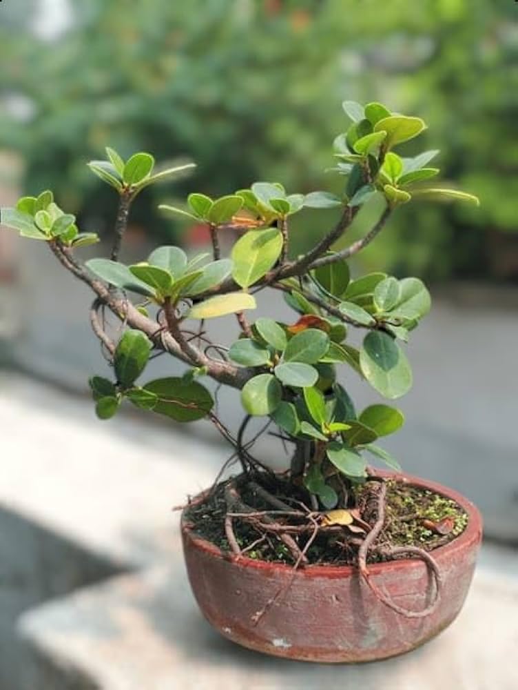 china Bot | Live Home Indoor & Bonsai/Tree | Ficus Microcarpa Live Plant | High Packing Quality Secure, China Bot Plant most beautiful Pack of 1-image-31
