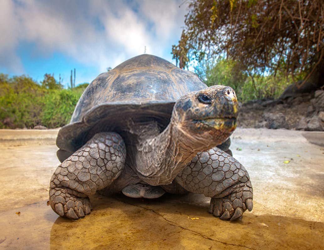 DIY 5D Diamond Painting Kit Turtle Galapagos Islands Tortoise Big Ecuador Large Animal Reptile 16" X 20" Adult Full Drill Rhinestone Cross Stitch Art Crafts for Home Decoration