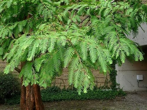 Live Bald Cypress Potted Deciduous Conifer Tree #TOP26
