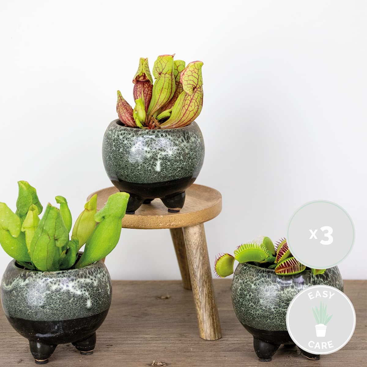 Bloomique - Lot de 3 - Plantes carnivores - Mélange - Plantes d’intérieur - Faciles d’entretien - 5-10 cm