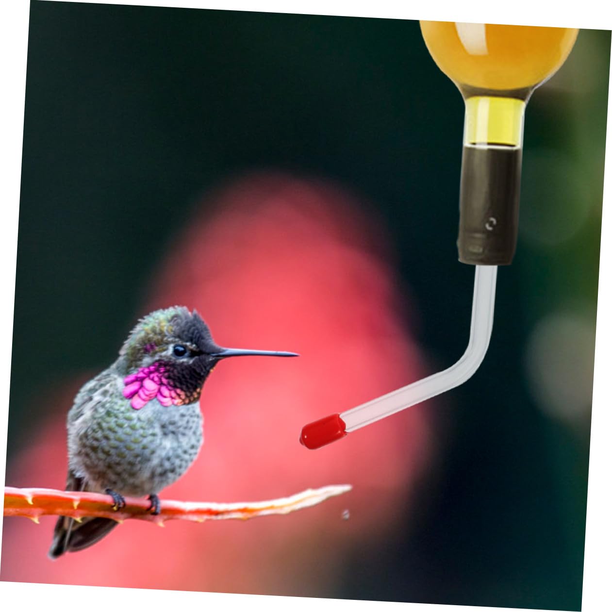Yardwe 5 Juegos 5 Juegos De Comedero De Agua para Colibríes Comedero para Colibríes Comedero para Pájaros En El Patio Manguera De Agua para Pájaros Comederos para 2 Piezas * 5