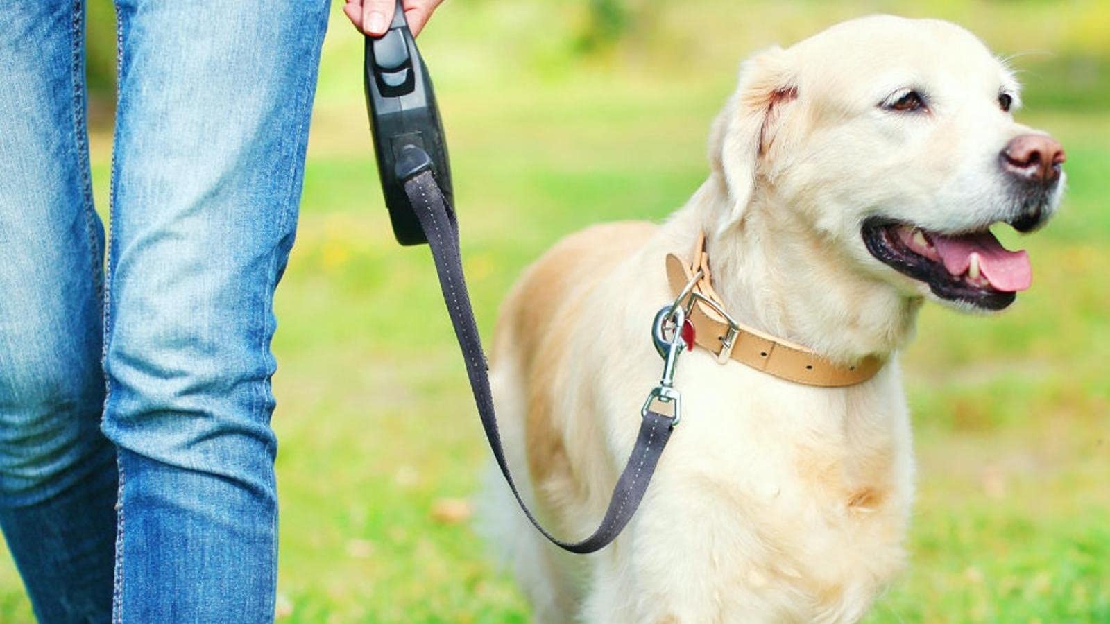 Foodie Puppies Automatic Retractable Dog Leash (3m, Small) with Anti-Slip Handle, one-Hand Brake, Pause & Lock. Ideal for Dogs up to 15 kg. Durable, Lightweight. Color May Vary. 4