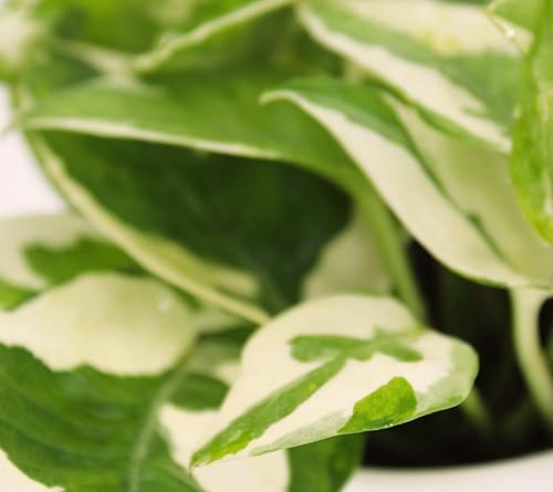 Miniatura 5 de Pothos N'Joy, Epipremnum Aureum, hojas abigarradas verdes y blancas, planta tropical de interior viva (con maceta de vivero de 4 pulgadas)