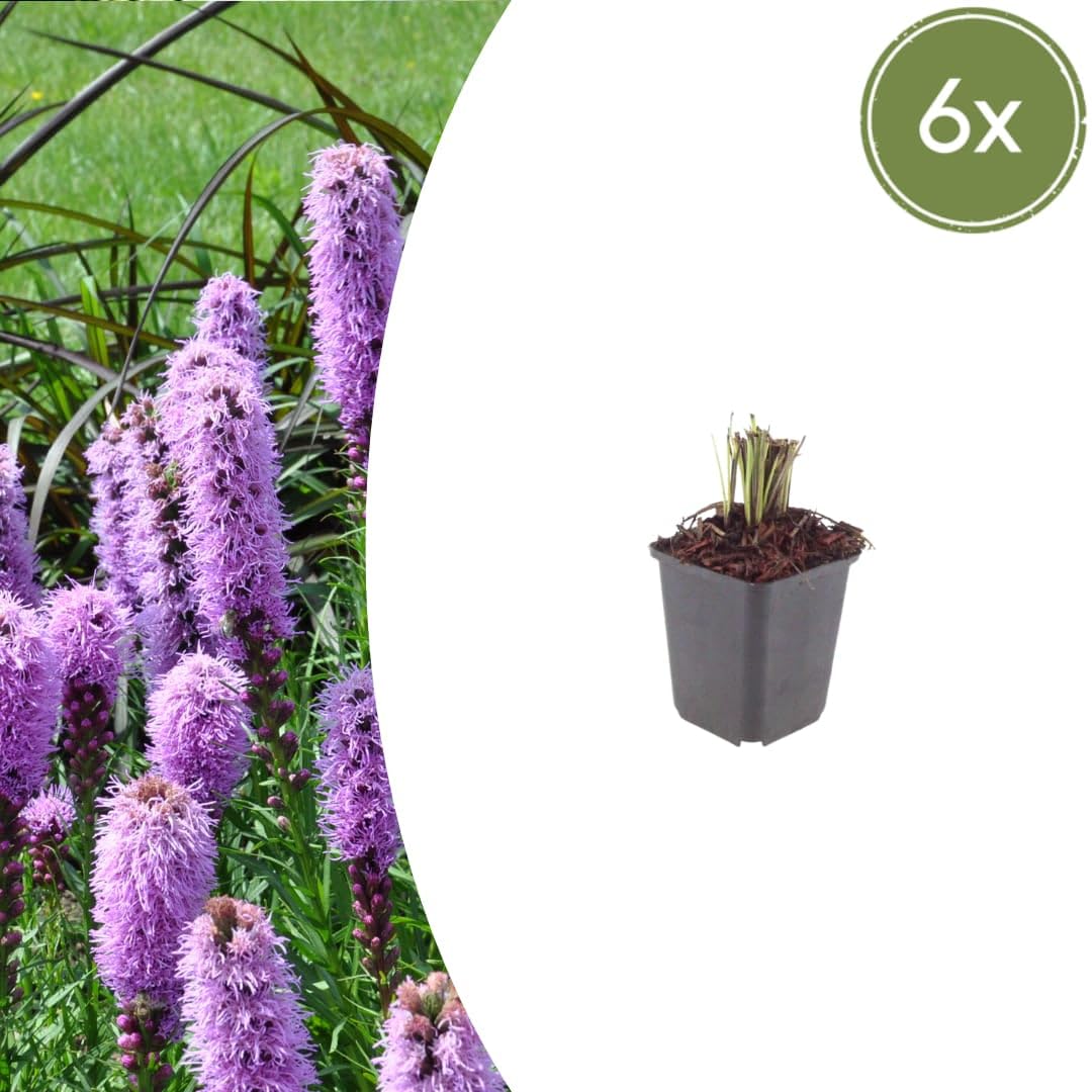 Liatris spicata przepiękna papryka, 24 rośliny, Ø 9 cm, wysokość 10-25 cm | Lato kwitnąca bylina, na grządki, do ogrodu preriowego, do sadzenia przyjaznego dla owadów