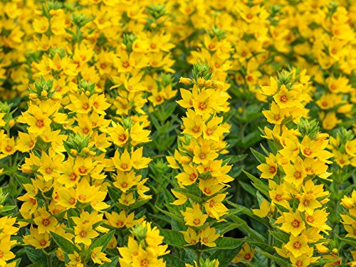 Preisvergleich Produktbild Goldfelberich Lysimachia vulgaris 200 Samen