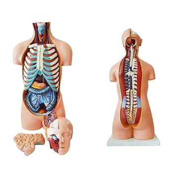 人体解剖学 Amazon.co.jp: 85CM 人体胴体モデル 臓器システム付き 23 パーツ