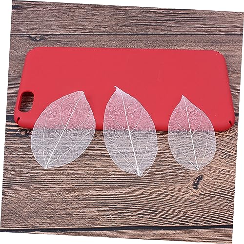 6 Pack de Hojas Secas Naturales para Manualidades miniatura 5