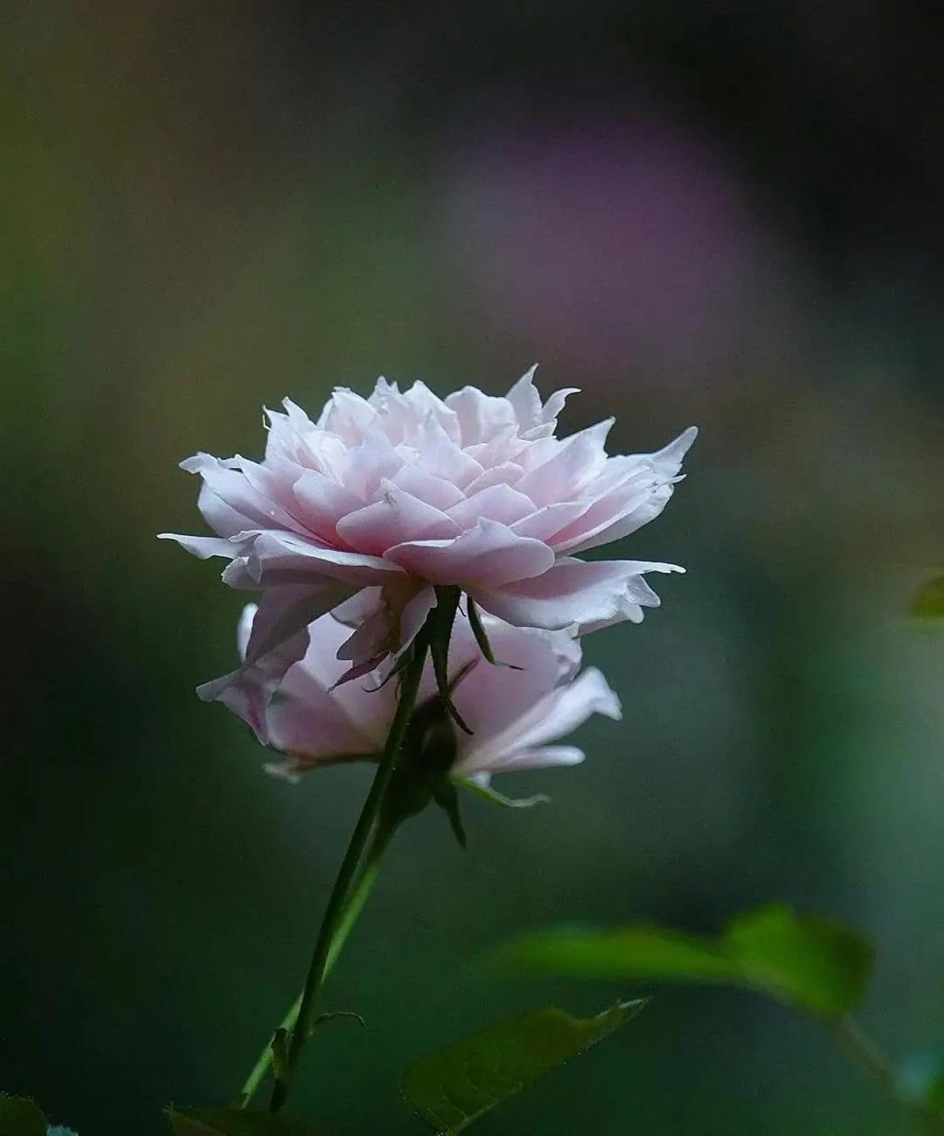 ECUCU 5D Diamond Painting Kits for Adults, Blooming Pink Roses,D Diamond Arts Kits Adults Full Diamond Painting Kits, Diamond Arts Gem Art Painting for Home Decor