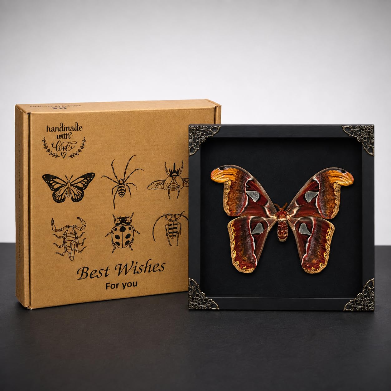Amazon.co.jp: Real Atlas Moth 10.2インチ 額入り 剥製昆虫 ゴシック