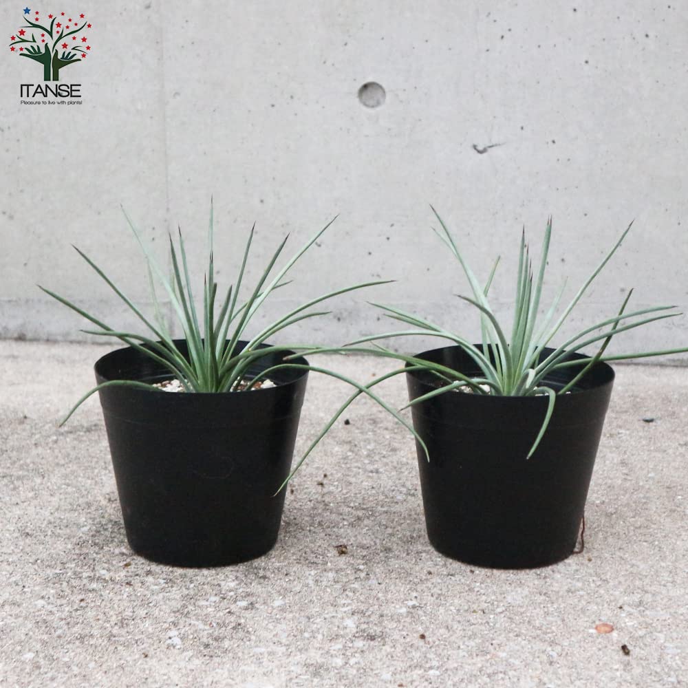 アガベ　ストリクタ　吹上 アガベ ストリクタ 吹上【agave stricta】10号鉢