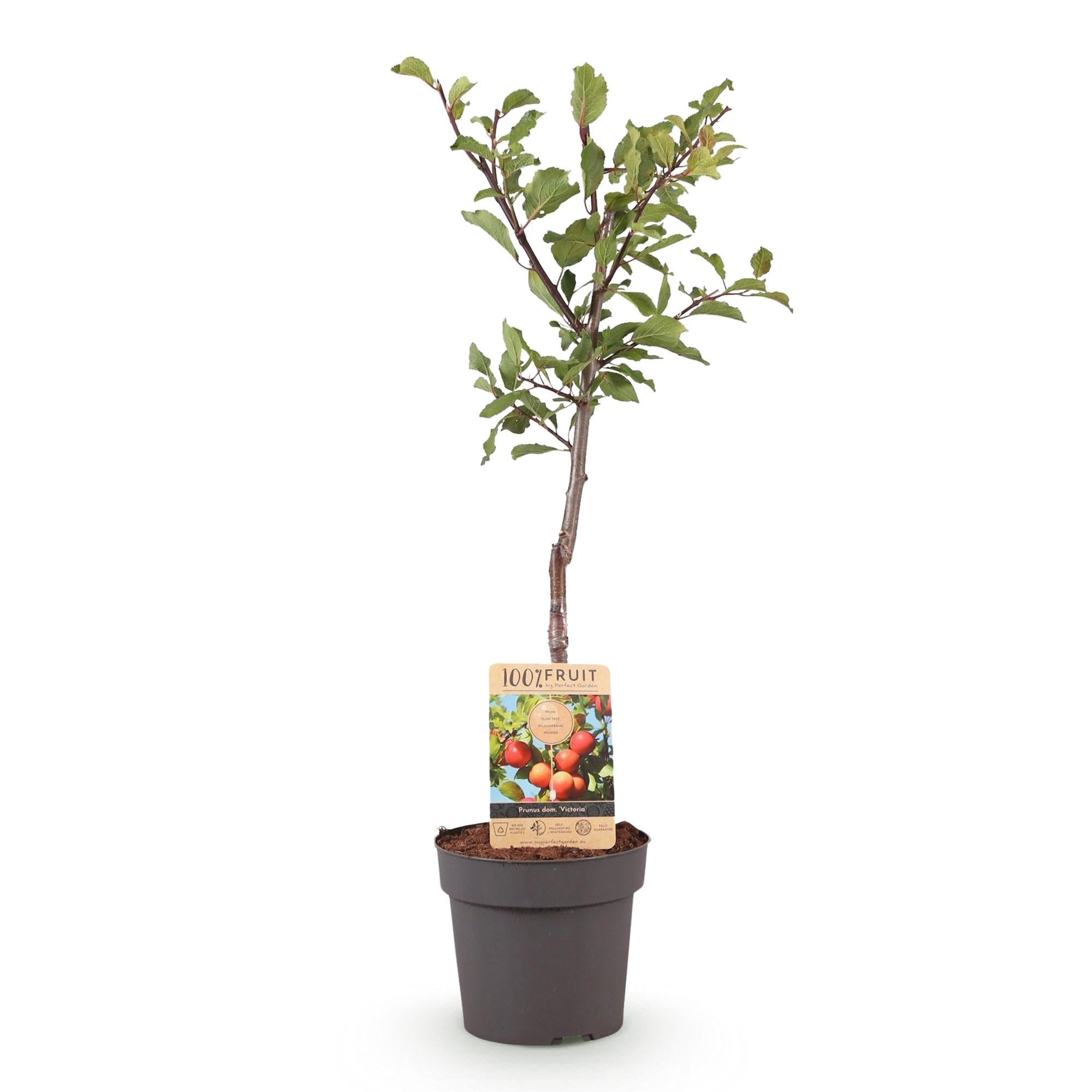 Śliwa Prunus domestica Victoria – roślina owocowa – czerwona śliwka – 21 cm – wysokość 90 cm – łatwa pielęgnacja – letnie zbiory