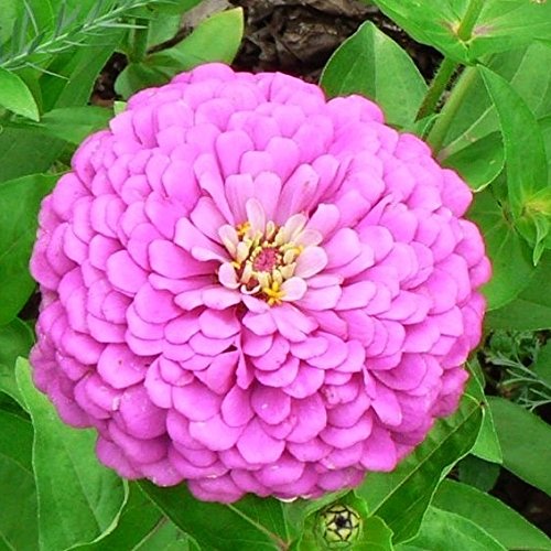 Zinnia Seeds - Miss Willmott - Packet, Purple, Flower Seeds, Open Pollinated, Attracts Pollinators, Attracts Hummingbirds, Cut Flower Garden, Deer Resistant, Easy to Grow Maintain, Fast Growing