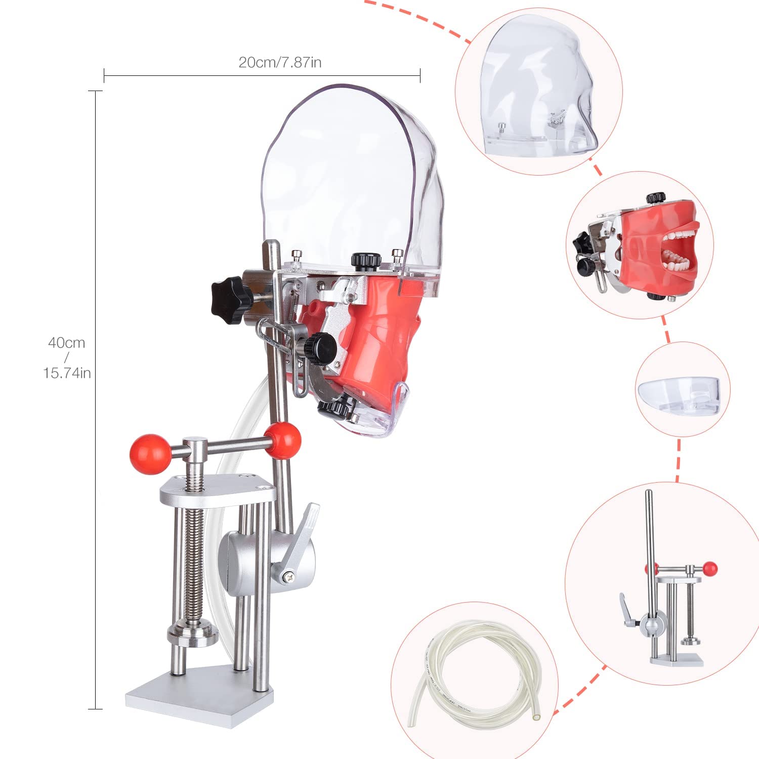 Simulador Dental Cabeza De Maniquí Con Montaje De Banco Fijo En El Escritorio 360 ° Ajustable 1: 1 Emulación Alta Para Práctica Docente Entrenamiento De La Cabeza Fantasma Modelo De Dientes Maniquíes