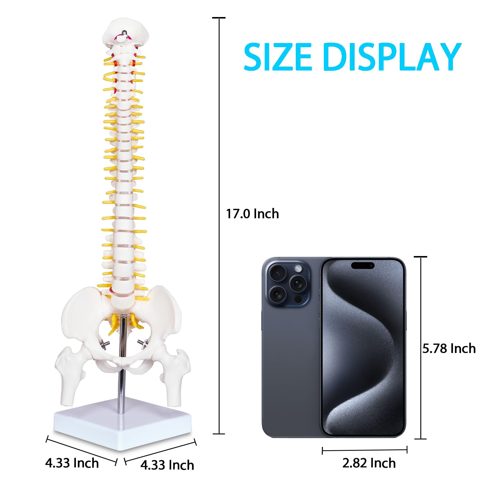 Human Spine Model - Anatomy for Medical Students -3