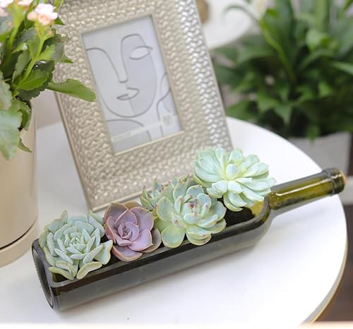 Miniatura 3 de Plantas suculentas vivas en maceta para botellas de vino, colección única de jardín, suculentas de interior vivas totalmente arraigadas en macetas
