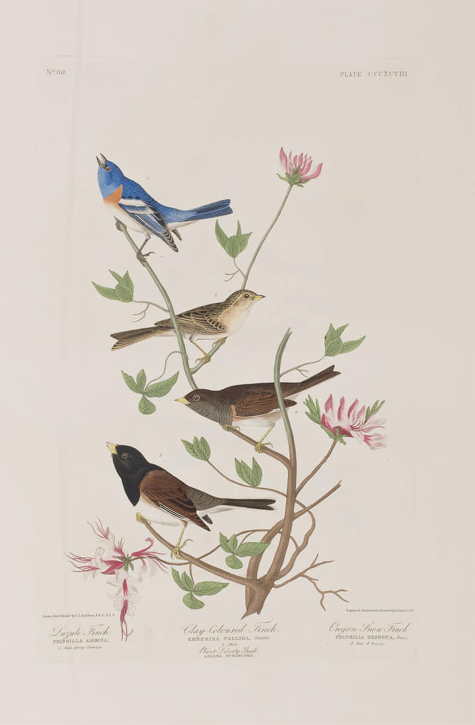 ARTXLXXBN Famous Painting Canvas Artwork Graffiti Print Illustration From birds of America by John Jamess Audubon Portrait Canvas Image for Home Decor 60x90cm