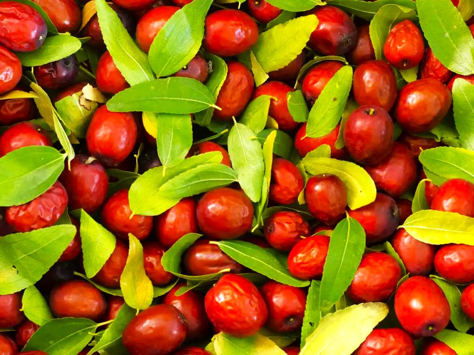 TomorrowSeeds - Jujube Tree (Chinese Red Date) Seeds - 5+ Count - for 2026 Planting Ziziphus Jujuba BER Hong Tsao Zao Dates Korean Daechu Traditional Herbal Trees Perennial Grow Your Own Home Farm