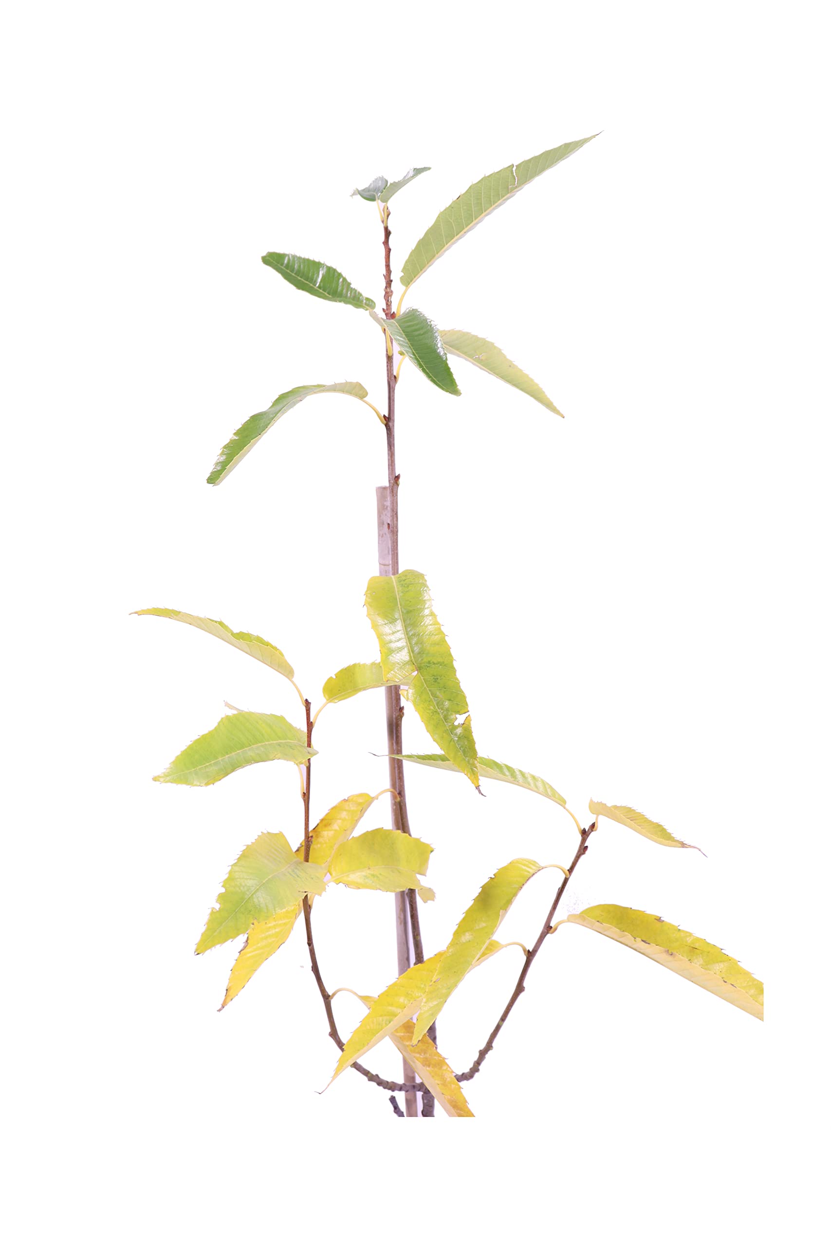 Pianta Di Castagno Marrone Dell'Etna, Vaso 20 Cm, Altezza 70-90 Cm, Vera Pianta Di Castagne, 2 Anni, Innestata, Certificata