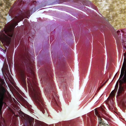 - Radicchio Palla Rossa 3 Seeds