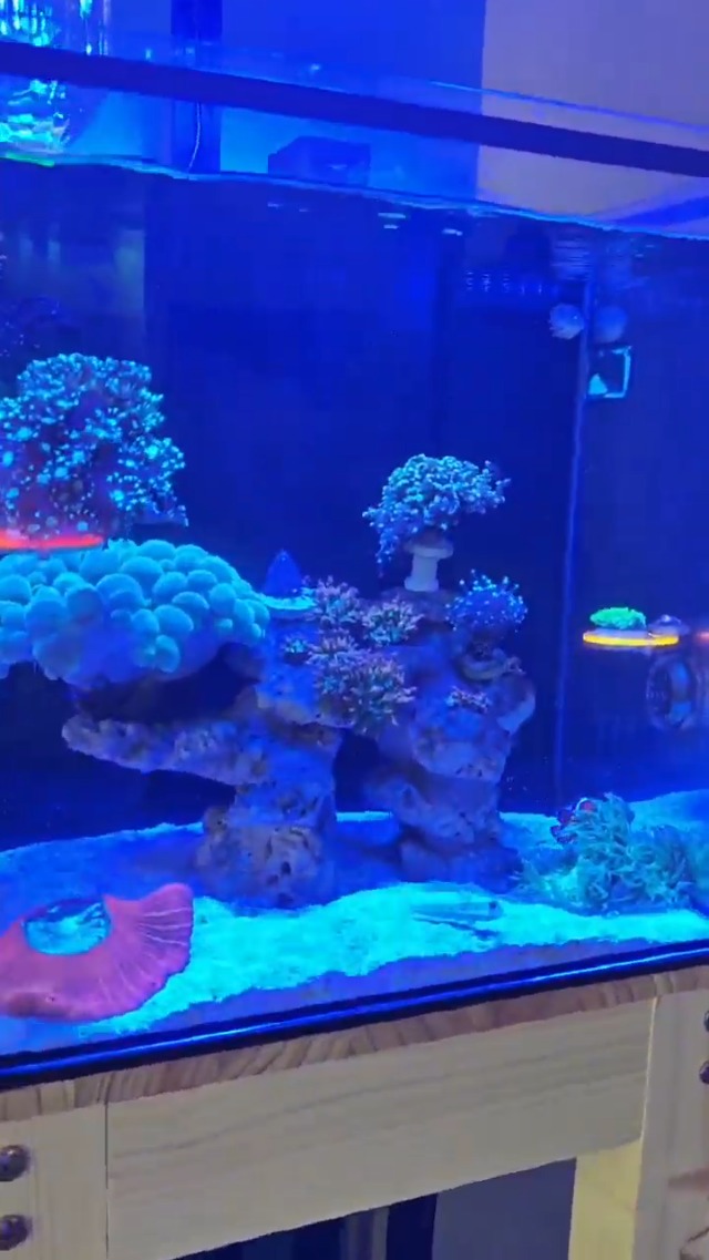 Image of Pawfly 50 W Saltwater Aquarium Light for SPS & LPS Corals, Clip-On Dimmable LED Reef Light with Adjustable Brightness, Day /Night Modes, Timer, Blue RGB Violet UV Lighting for 1-40 Gallon Fish Tank