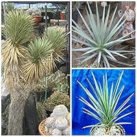 Amazon | 【種子】Yucca Faxoniana◇ユッカ・ファクソニアーナ◎耐寒性