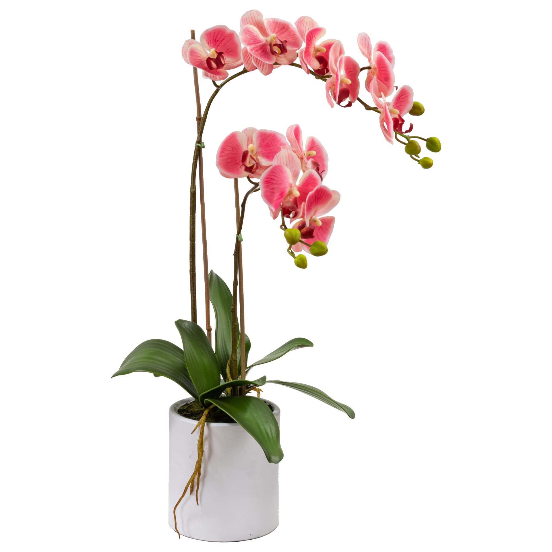 Cloud Farm Exotic Orchid Indoor Live Flower Plant CF_08 (B0B914SGSN) Amazon Price History, Amazon Price Tracker
