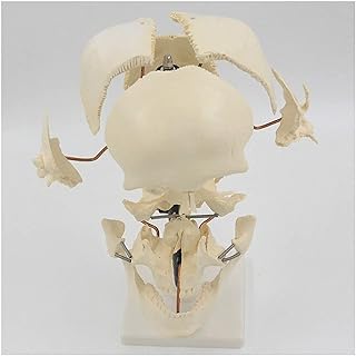 Study Model Life Size Human Skull Model - Separation Skull Model - Medical Anatomical Skull Model - Medical Skeleton Anatomical Model with Osteal Separation - for Study Teaching Display (Color : A)