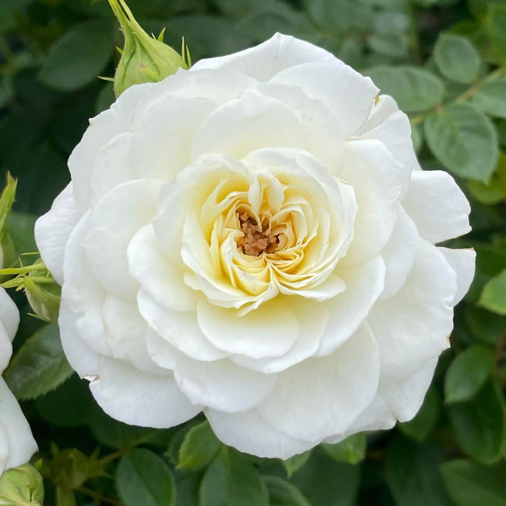 YouGarden Harkness Rose 'Silver Wedding Celebration', Established Plant in 4 Litre Pot, Ready to Plant Patio Bush Rose with Pure White Flowers, Garden Roses for Pots, Beds, or Borders