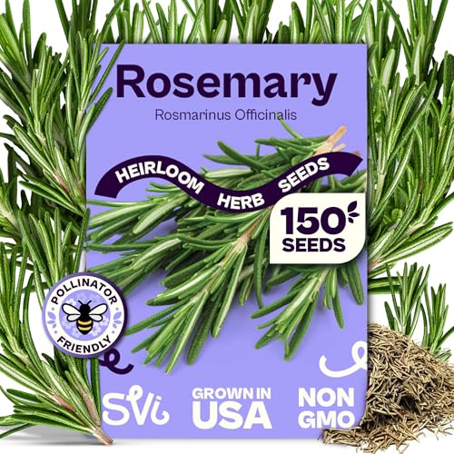 SVI 150 Rosemary Seeds for Planting (Rosmarinus officinalis) Aromatic Herbs Harvest for Fresh or Dried Rosemary Leaves Heirloom Herb Seeds for Outdoor & Indoor Garden Containers