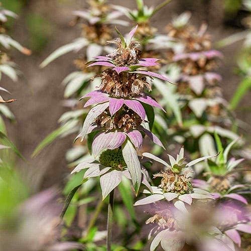 Miniatura 4 de Outsidepride Perennial Monarda Spotted Bee Balm Garden Cut Flower Plant Seeds - 1000 semillas