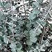 NETTLETON HOLLOW Green Eucalyptus Branches, 16 Oz.