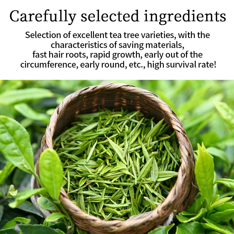 Polvo de Matcha grado culinario 500g miniatura 3