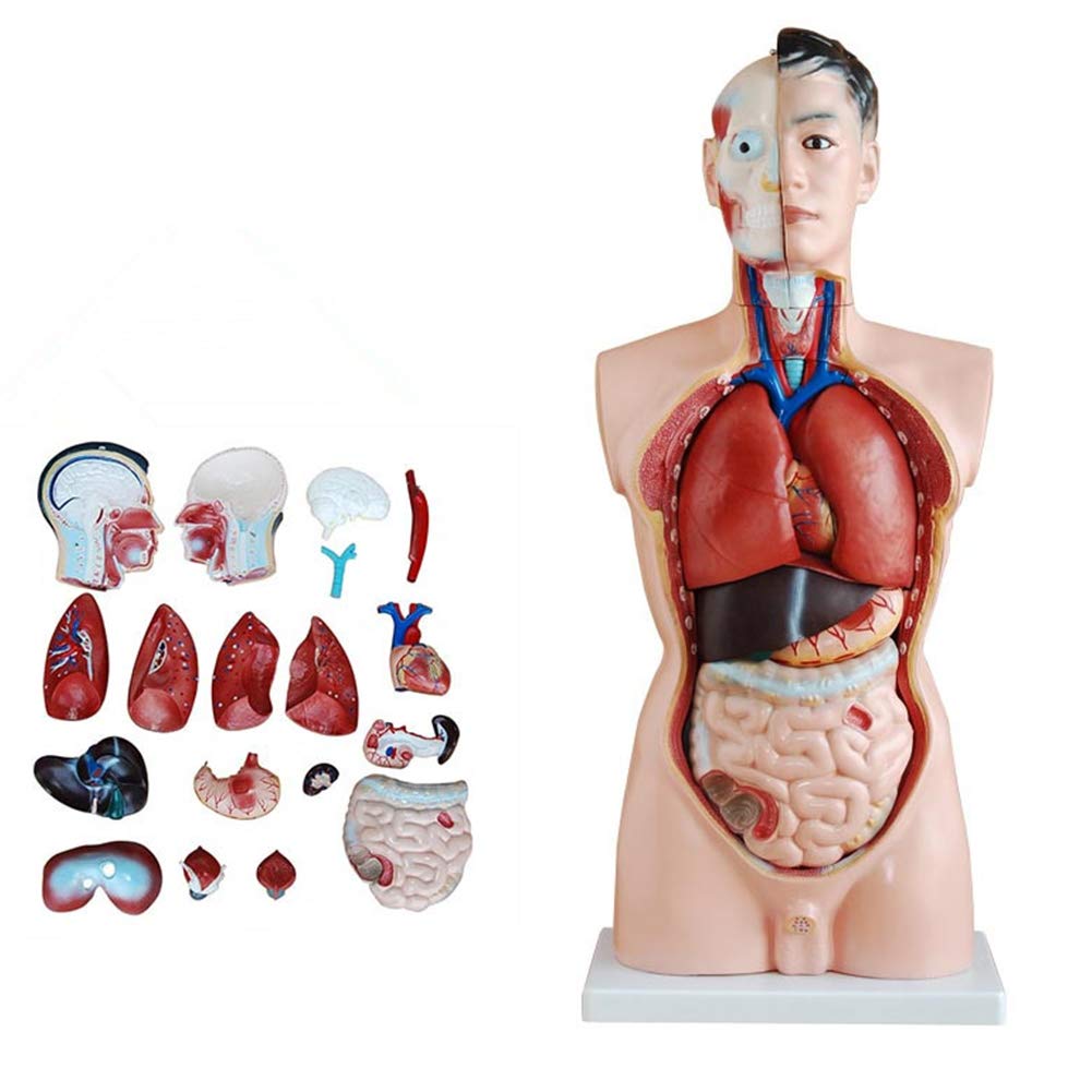 Model anatomiczny męskiego tułowia o długości 85 cm Ludzki szkielet Anatomiczne narządy wewnętrzne do materiałów edukacyjnych Można podzielić na 19 części
