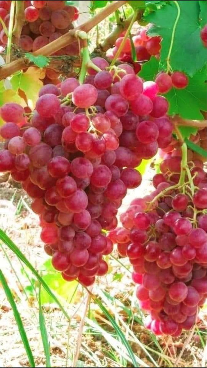 Matri Bhumi Nasik Red Sheedless Grape Fruit Healthy Live Plant (Pack of 1). (B0CBCMMK2W) Amazon Price History, Amazon Price Tracker