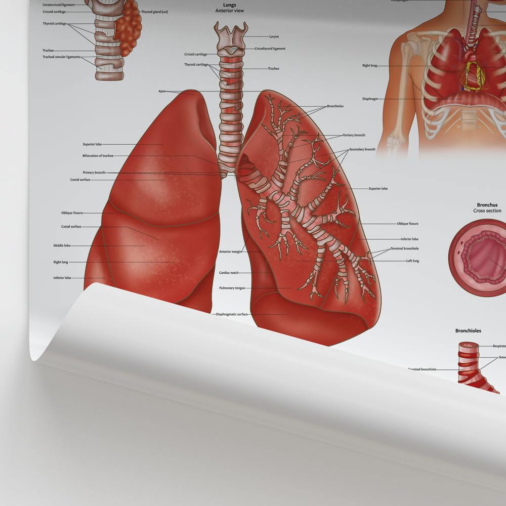Atmungssystem Anatomie Diagramm Poster 45x60 cm 18x24 Zoll Genaue und umfassende anatomische Illustration Pädagogisch Klassenzimmer