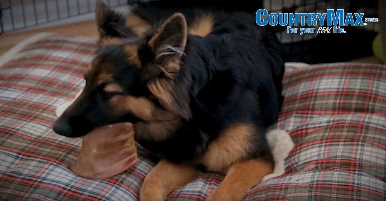 CountryMax Natural Jumbo Pig Ears for Dogs - Bulk Pack Roasted Pig Ears - for Aggressive Chewers, Cleans Teeth (100 Count)