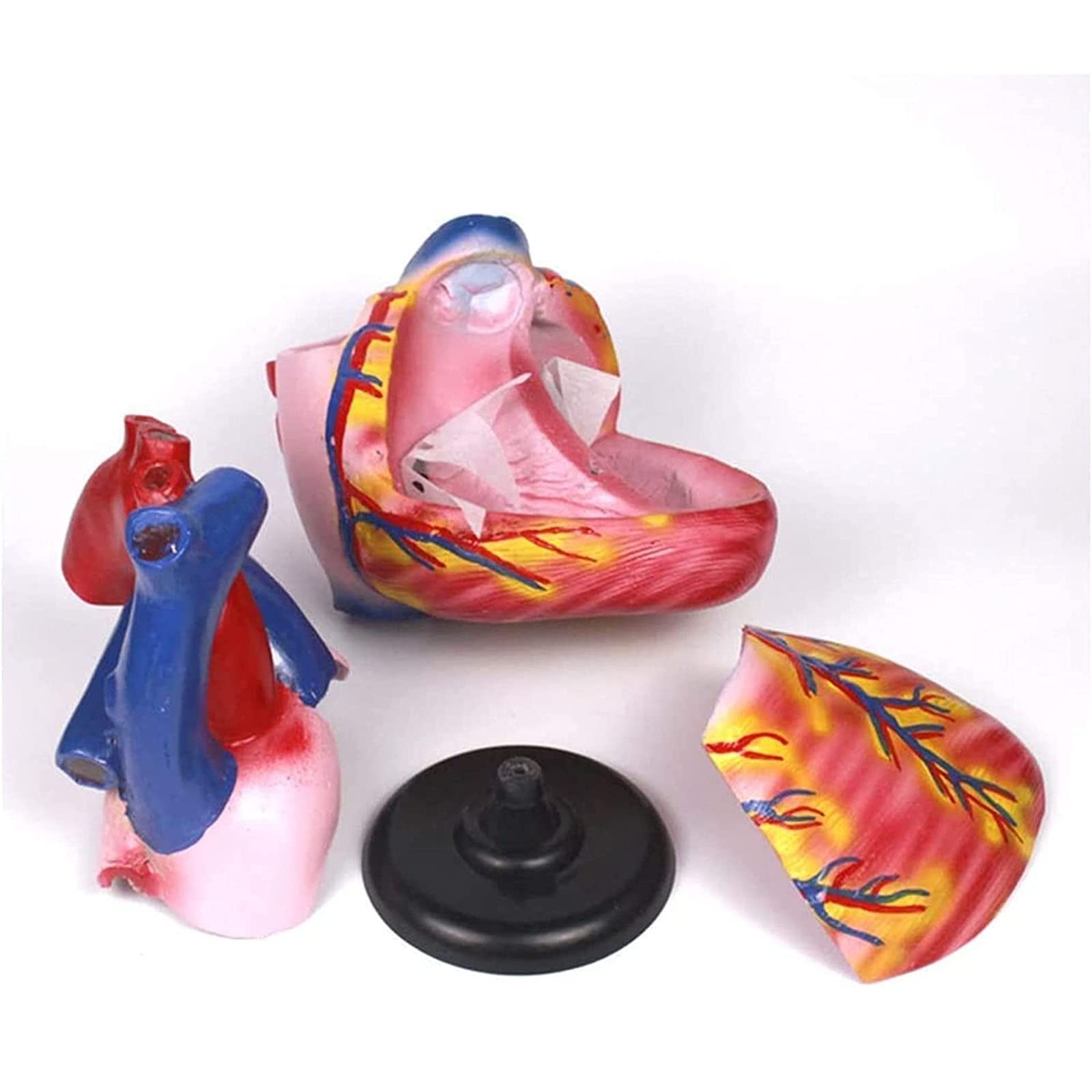 GTHTUHFD Educational Model Heart Model Enlarged Heart Model Medical Human Heart Model Pvc Material Human Organ Anatomy Model