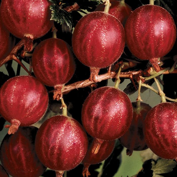 Rare Red Amla Plant (GRAFTED) Red Gooseberry, Lal Amloki Tree, Pack Of 1 Healthy "Fruit After 1 Year"-image-13